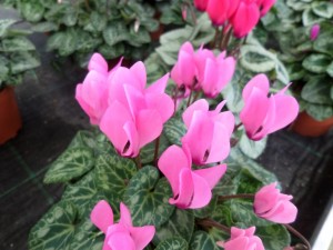 cyclamen