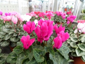 cyclamen