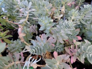 sedum