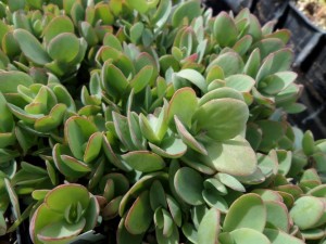 sedum