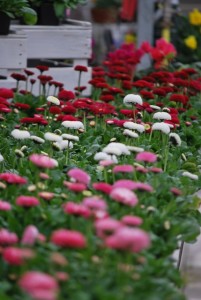 bellis 01
