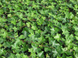 hedera hibernica