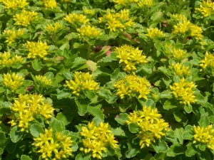 sedum hydride Immergrüchen