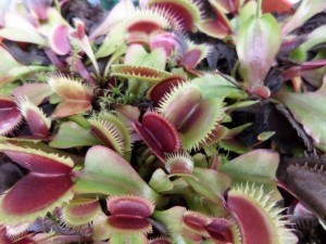pl. carnivore