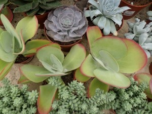 plantes grasses