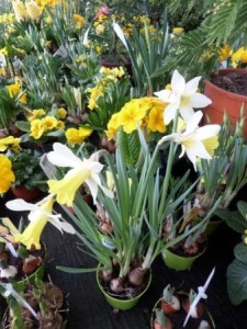 narcisse