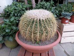 cactus