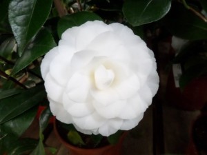 camélia