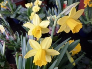 narcisses