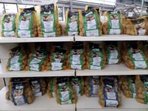 Pommes de terre à replanter pdt