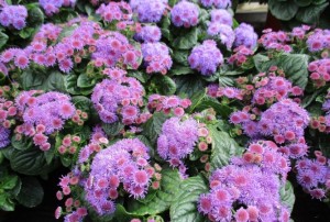 Ageratum