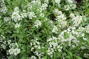 Alyssum 01