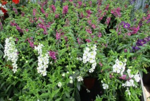 Angelonia 01
