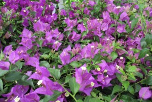 Bougainvillea 01