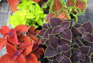 Coleus 01