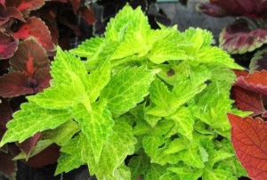 Coleus 02