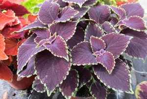 Coleus 03