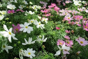 Cosmos 01
