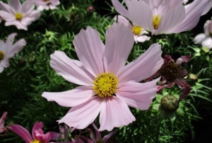 Cosmos 02