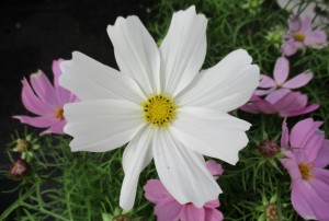 Cosmos 03