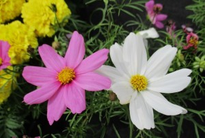 Cosmos 04