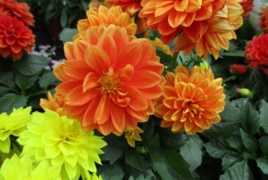 Dahlia 01