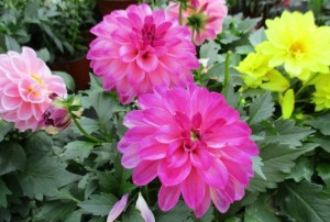 Dahlia 02