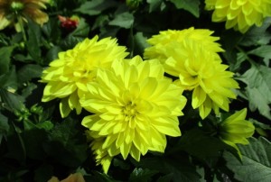 Dahlia 03