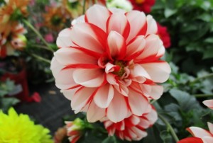 Dahlia 04