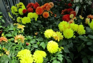 Dahlia 05