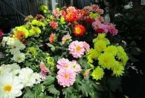 Dahlia 06