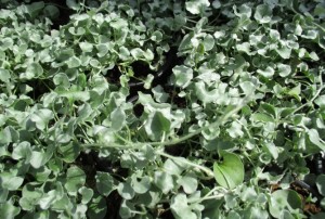Dichondra 01