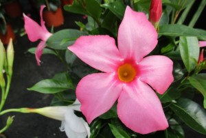 Dipladenia 01