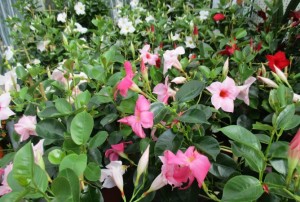 Dipladenia 02
