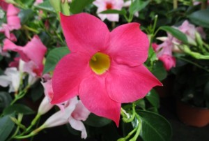 Dipladenia 03
