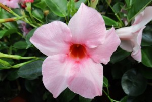 Dipladenia 04