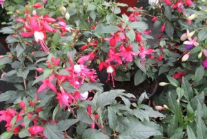 Fuchsia 01