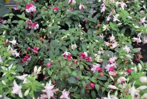 Fuchsia 03
