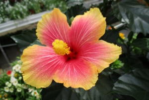 Hibiscus 01