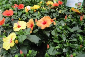 Hibiscus 02