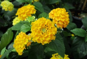 Lantana 01