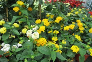 Lantana 02