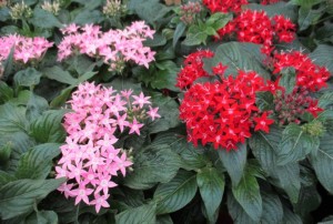 Pentas 01