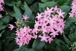 Pentas 02