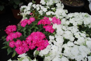 Phlox 01