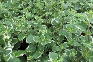 Plectranthus 02