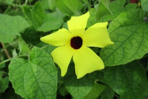 Thunbergia 01