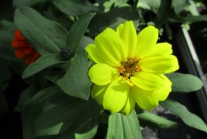 Zinnia 01