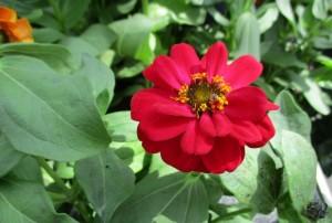 Zinnia 02