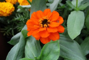 Zinnia 03